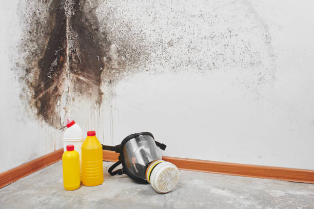Best Best Mold Removal Companies  in Collinsville, TX