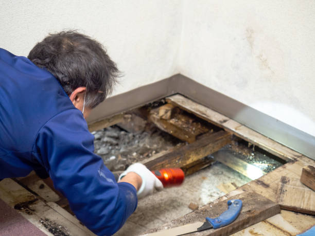 Best Attic Mold Removal  in Collinsville, TX