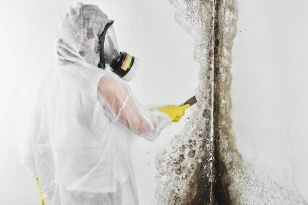 Home Mold Removal in Collinsville, TX