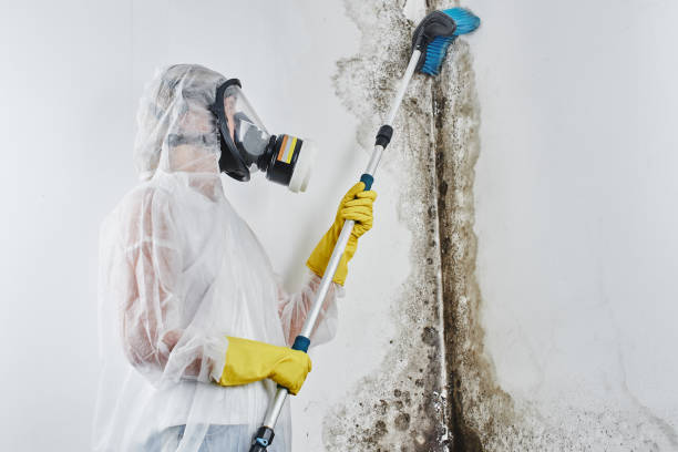 Best Mold Testing and Removal  in Collinsville, TX