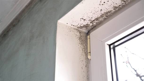 Collinsville, TX Mold Removal Company