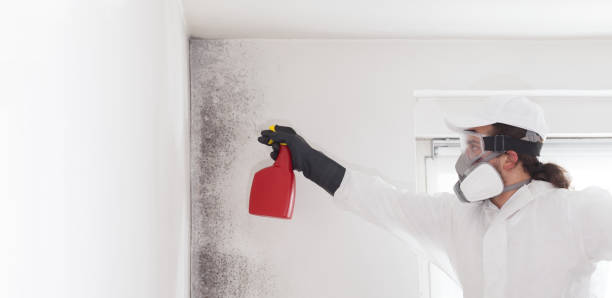 Mold Testing and Removal in Collinsville, TX