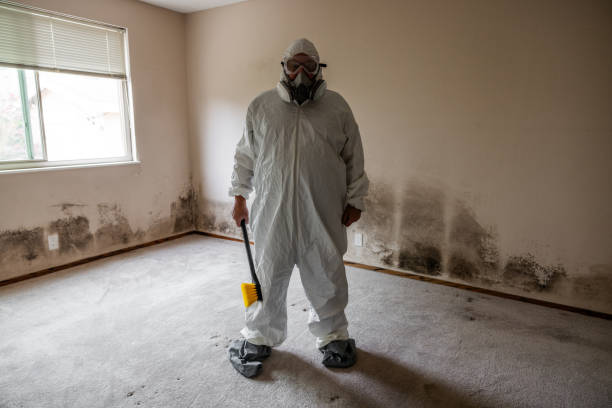 Best Local Mold Removal Service  in Collinsville, TX