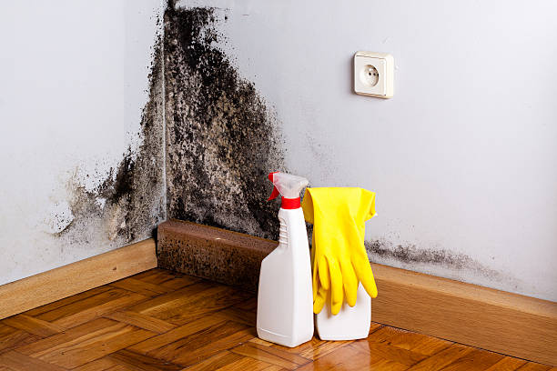 Best Mold Testing  in Collinsville, TX