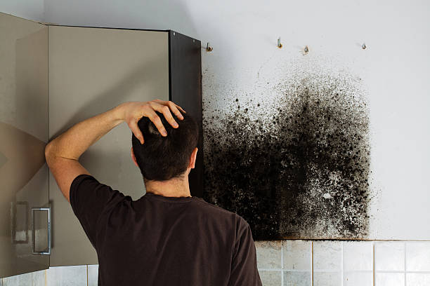 Best Mold Removal Near Me  in Collinsville, TX