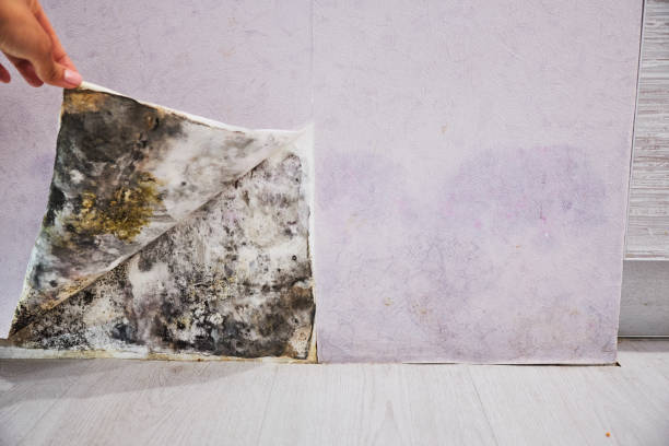 Best Certified Mold Removal  in Collinsville, TX